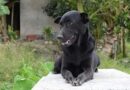 La commovente storia di Mino, il cane che da tre anni non si muove dalla tomba del suo miglior amico, un bambino di 2 anni