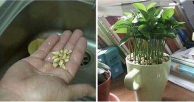 Imparare a piantare un limone in una tazza e la tua casa sarà sempre profumata