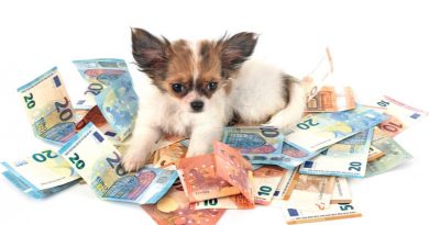 Bonus di 550 euro per chi possiede un animale domestico: ecco come ottenerlo