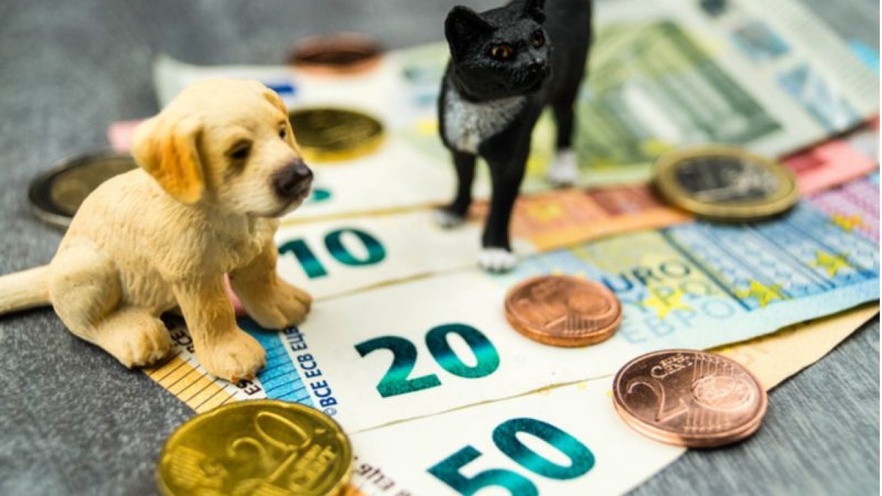 Rinnovato per il 2022 il Bonus Animali Domestici di 80 euro. Ecco come ottenerlo - Social Magazine