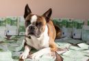 Comuni italiani ti regalano 1.000 euro se adotti un cane presso il canile