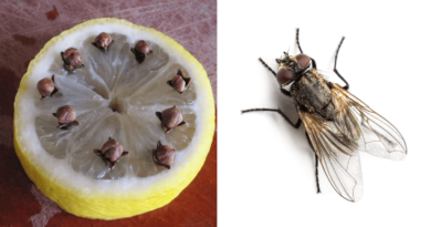 Basta mosche in autunno! Ecco come allontanare le fastidiose mosche, profumando la cucina e senza sostanze artificiali