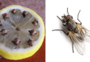 Ecco come allontanare le fastidiose mosche, profumando la cucina e senza sostanze artificiali